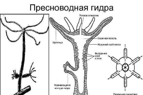 Адрес кракен в тор